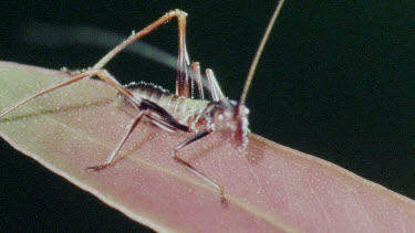 Nymph Katydid