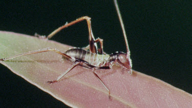 Nymph Katydid