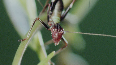 Nymph Katydid