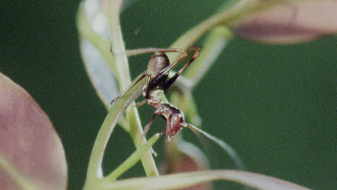 Nymph Katydid