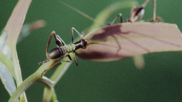 Nymph Katydid