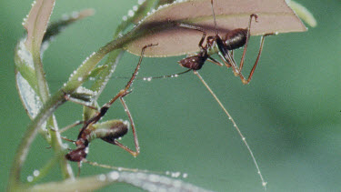 Nymph Katydid