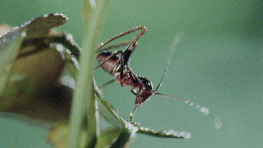 Nymph Katydid