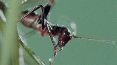 Nymph Katydid