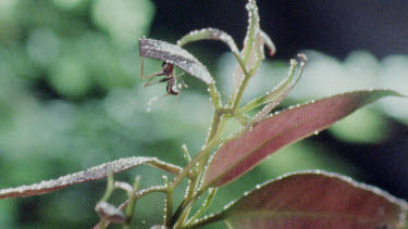 Nymph Katydid