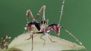 Nymph Katydid