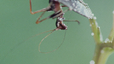 Nymph Katydid