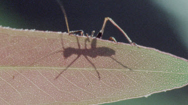 Nymph Katydid