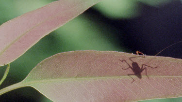 Nymph Katydid