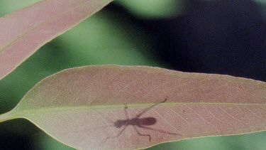 Nymph Katydid