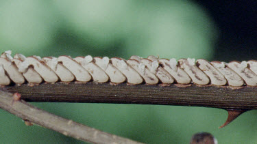 Katydid eggs - some not hatch and some have already hatch