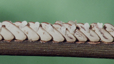 Katydid eggs - some not hatch and some have already hatch
