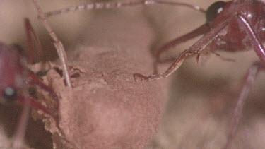 underground nest - bulldog ants - workers opening a cocoon to release a mature adult ant.