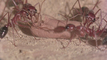 underground nest - bulldog ants - workers opening a cocoon to release a mature adult ant.