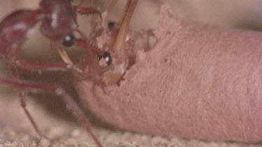 underground nest - bulldog ants - workers opening a cocoon to release a mature adult ant.