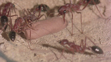 underground nest - bulldog ants - workers opening a cocoon to release a mature adult ant.