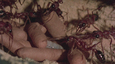 underground nest - bulldog ants - workers opening a cocoon to release a mature adult ant.