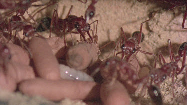 underground nest - bulldog ants - workers opening a cocoon to release a mature adult ant.