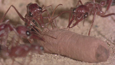 underground nest - bulldog ants - workers opening a cocoon to release a mature adult ant.