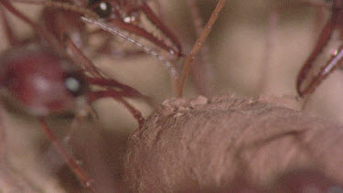 underground nest - bulldog ants - workers opening a cocoon to release a mature adult ant.