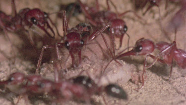 underground nest - bulldog ants - ant workers taking care of young