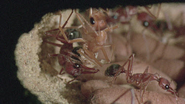 underground nest - bulldog ants - ant worker cleaning mature adult ant while other ants look after the young