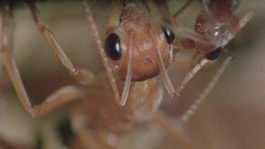 underground nest - bulldog ants - ant worker cleaning mature adult ant while other ants look after the young