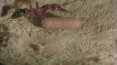 underground nest - bulldog ants - ant workers taking care of cocoon