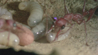 underground nest - bulldog ants - ant workers taking care of cocoon and larvae