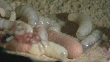 underground nest - bulldog ants - ant workers taking care of cocoon and larvae