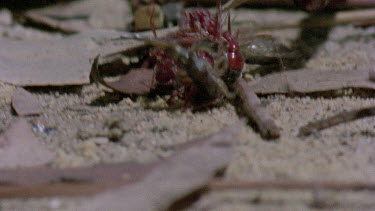 bulldog ants attack centipede