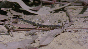 centipede crawling quickly through bulldog ant territory