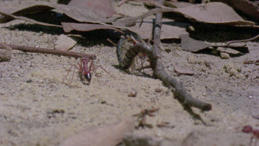 bulldog ants attack centipede