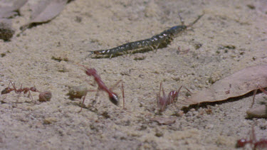 bulldog ants attack centipede