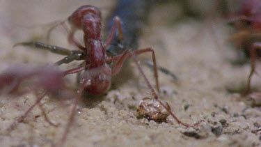 bulldog ants attack centipede