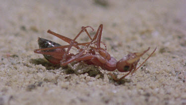 bulldog ant dying after centipede stung back