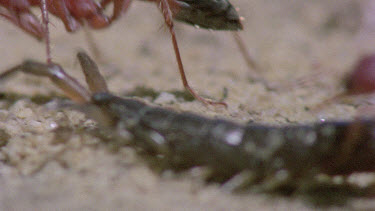 bulldog ants attack centipede