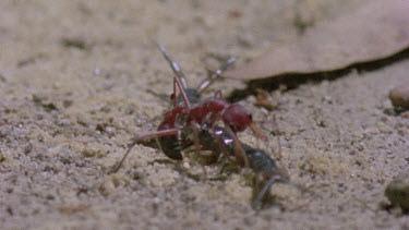 bulldog ants attack centipede