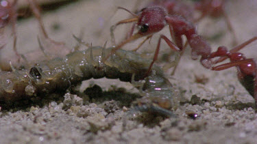 bulldog ants attack centipede