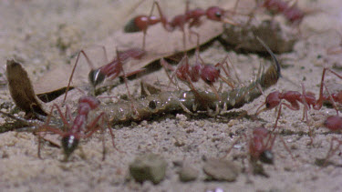 bulldog ants attack centipede