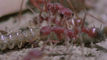 bulldog ants attack centipede