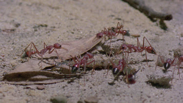 bulldog ants attack centipede