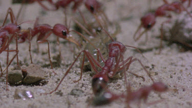 bulldog ants attack centipede