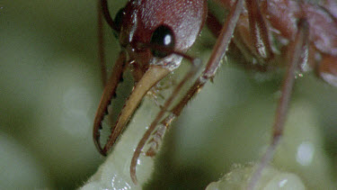 bulldog ant looking after young