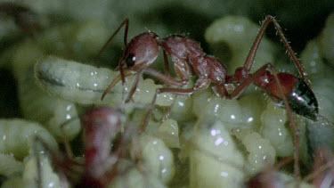 bulldog ant looking after young