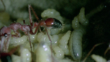 bulldog ant looking after young