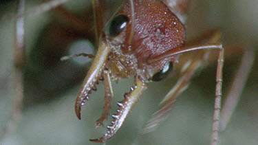 bulldog ant looking after young