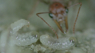 bulldog ant looking after young