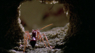 bulldog ant nest entry