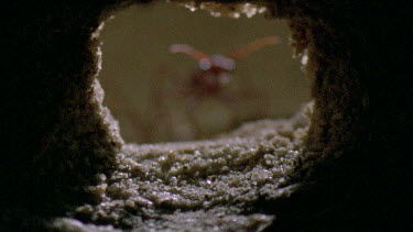 bulldog ant nest entry